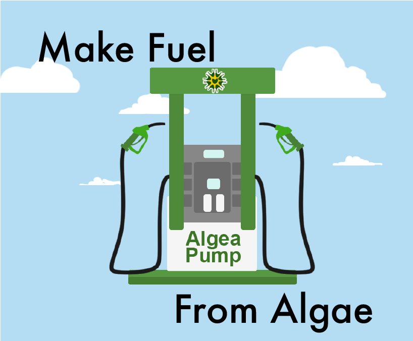 Make Fuel From Algae